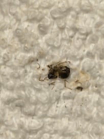 Dead roach from the bathroom