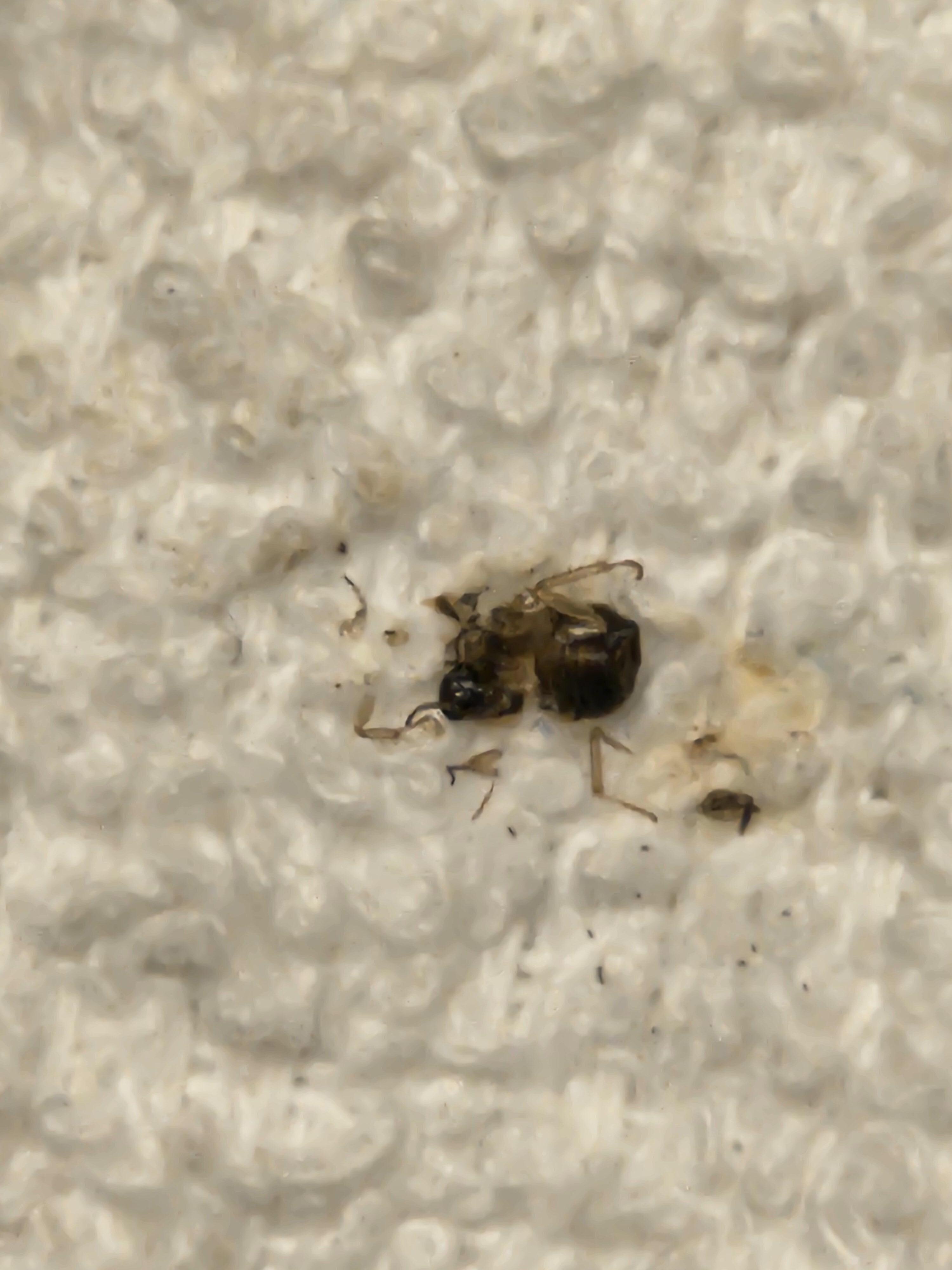 Dead roach from the bathroom