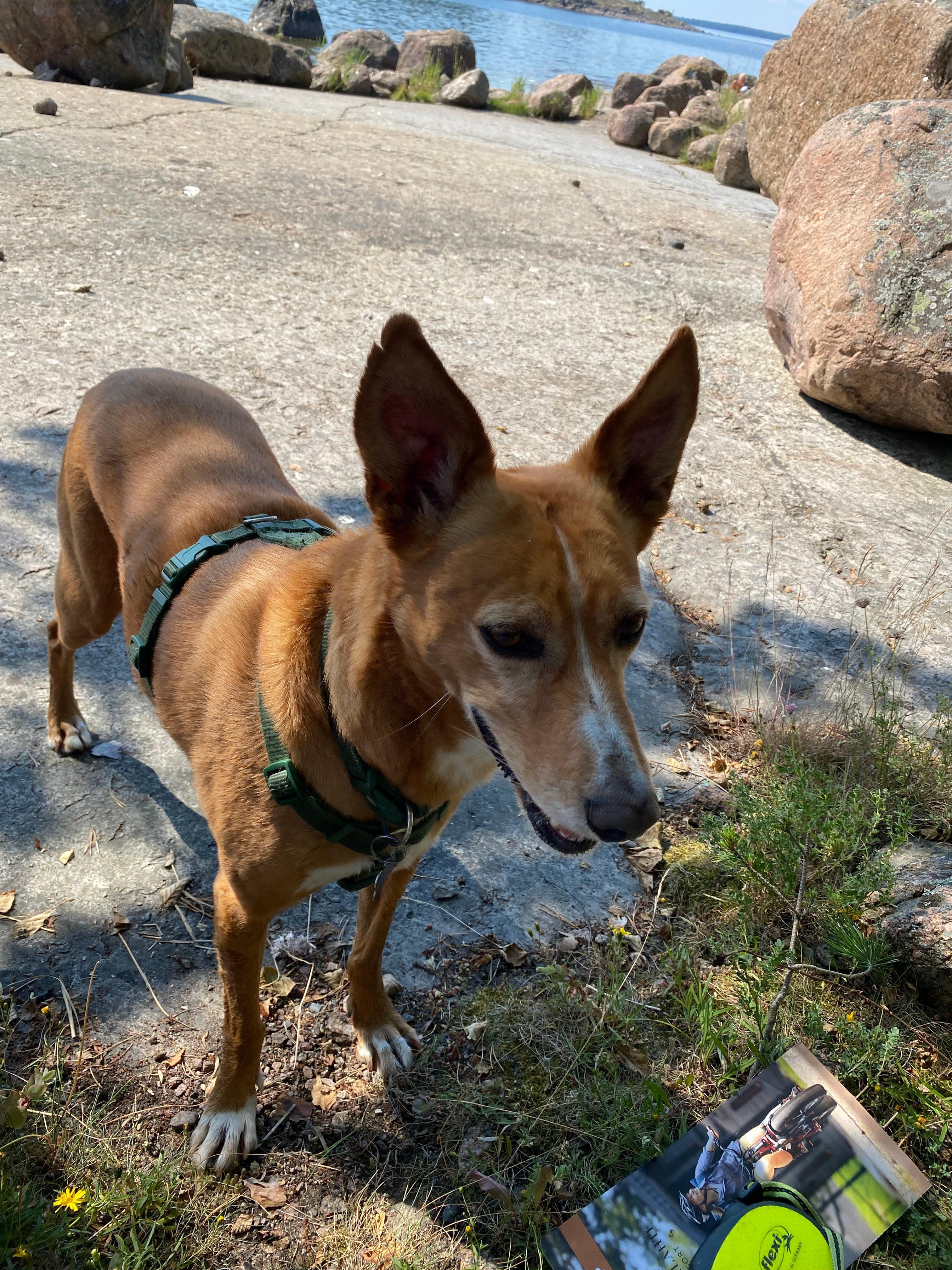 Bra för hundarna med frihet på Långholmen!