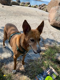 Bra för hundarna med frihet på Långholmen!