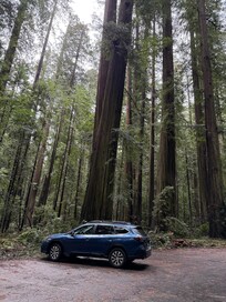 Blue Subaru and Redwoods