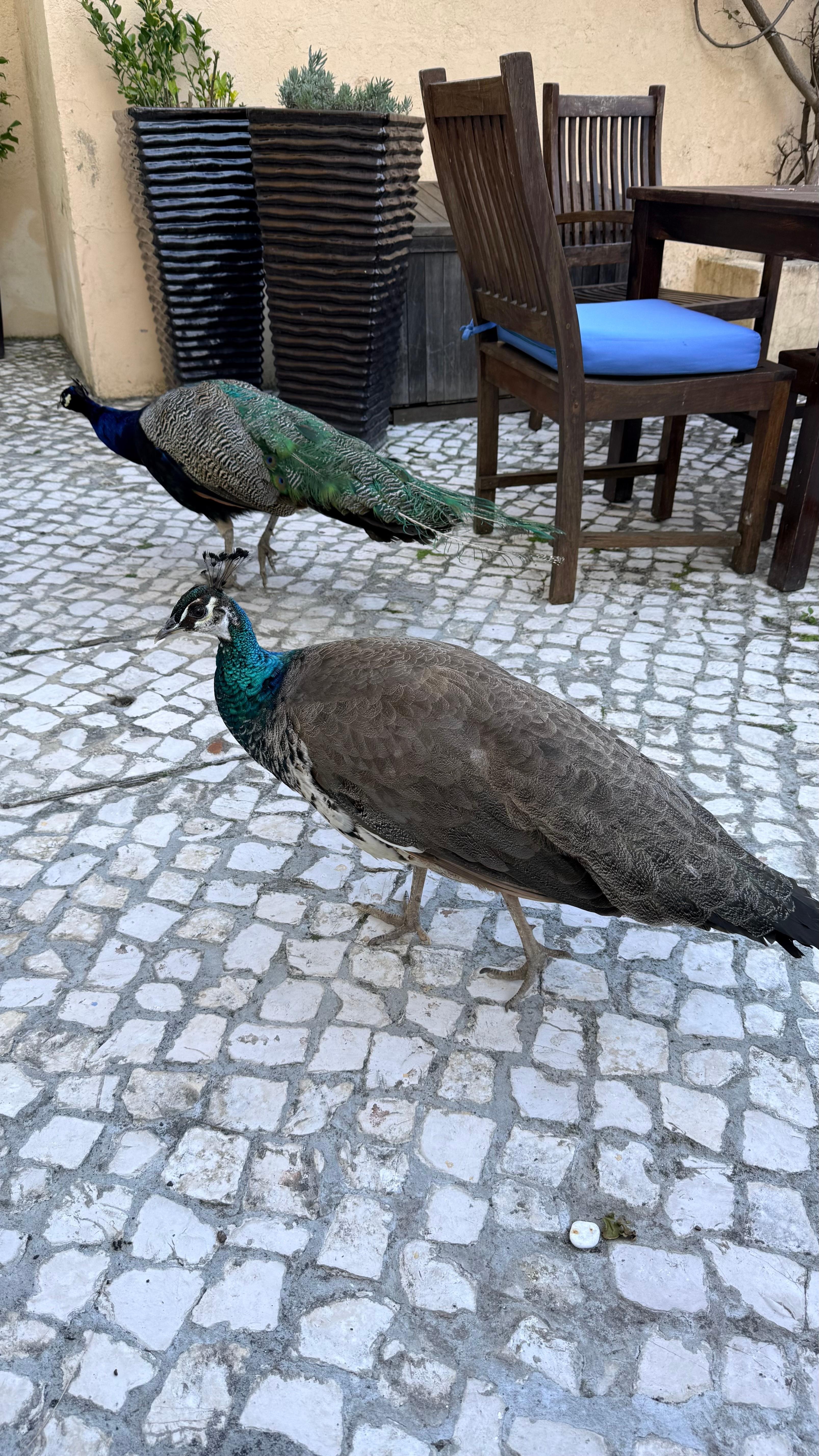 Attenti ai pavoni 😆