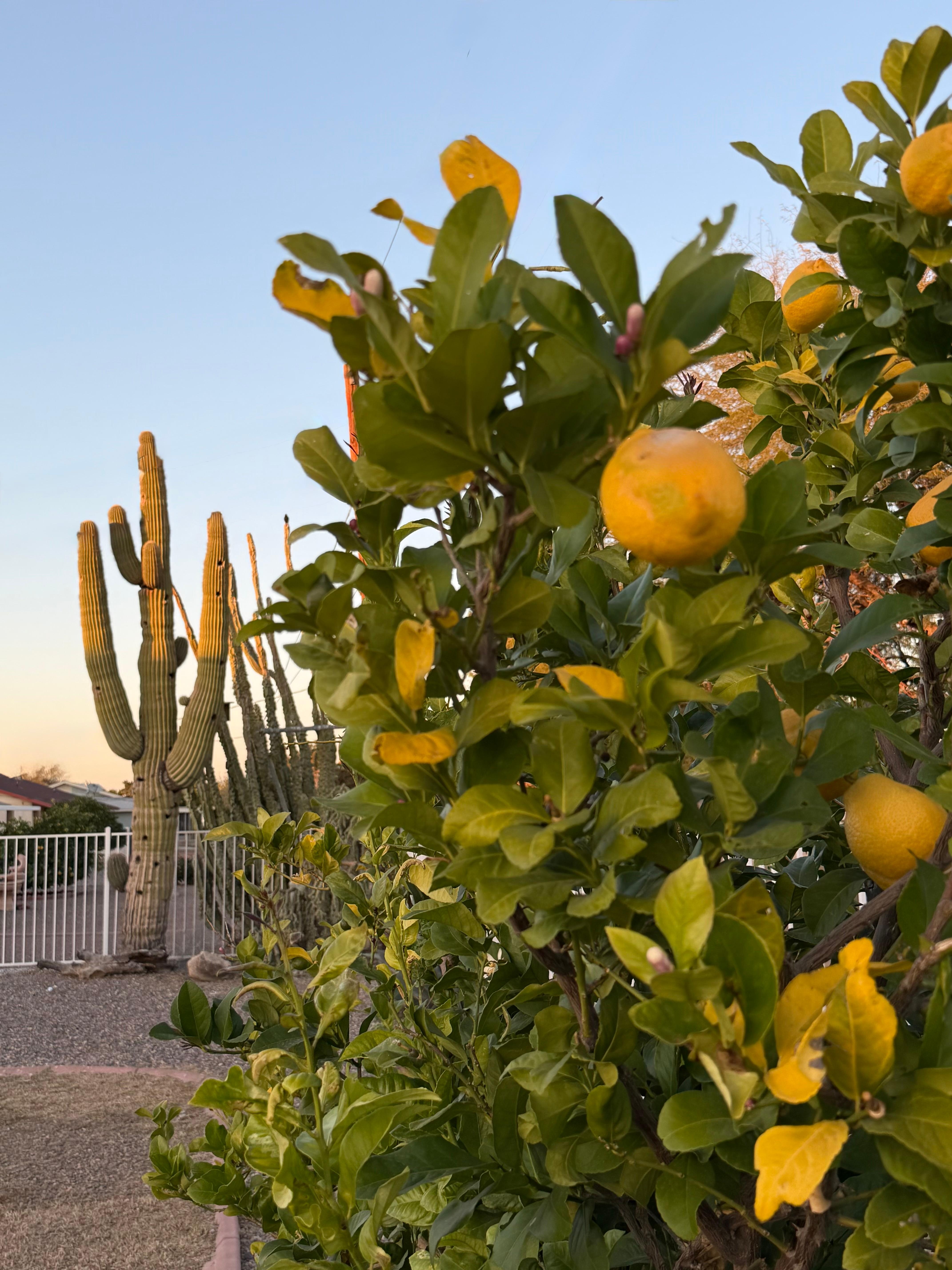Lemon tree in the back yard 