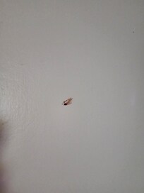 Bug guts