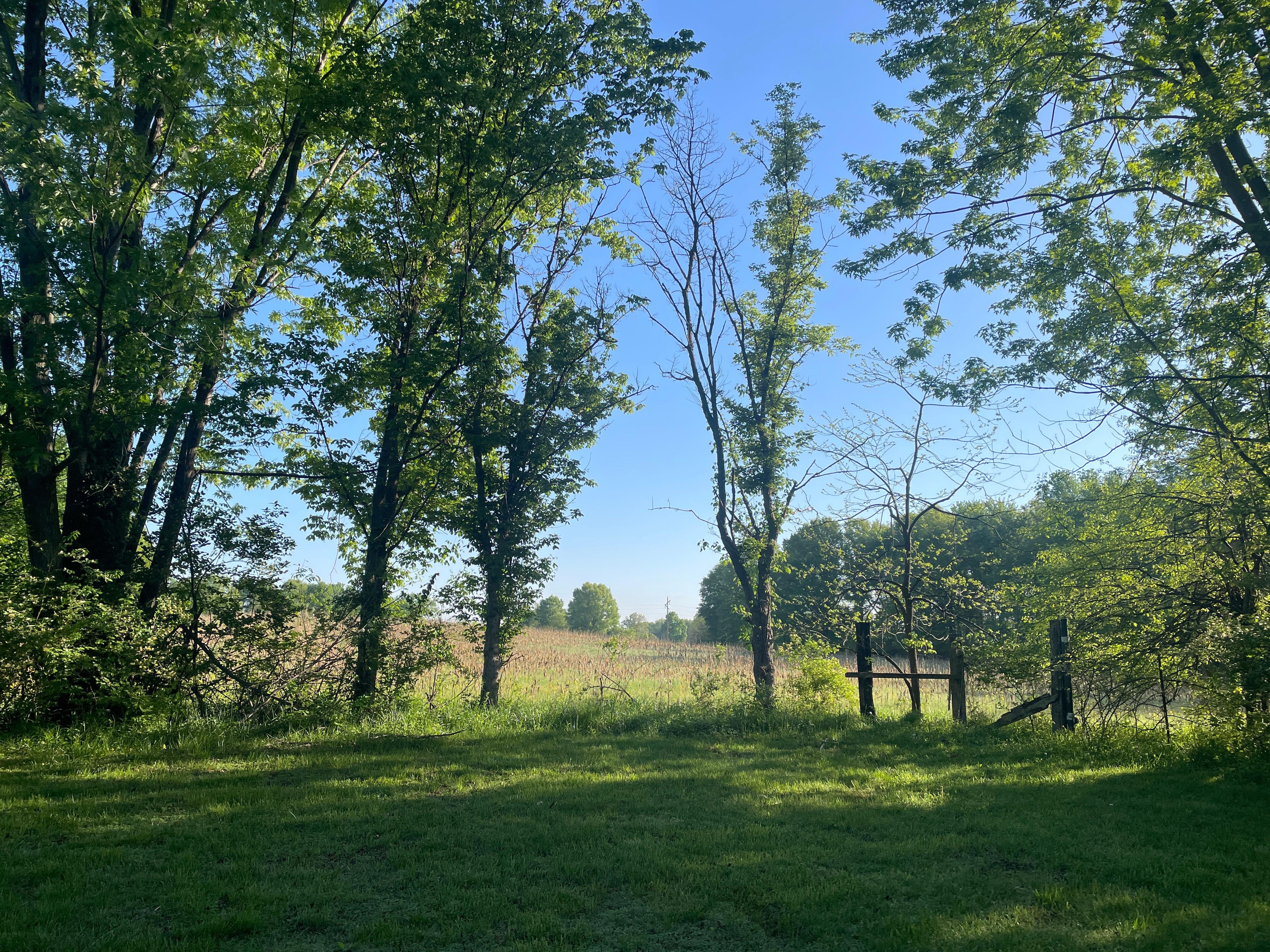 View from the backyard