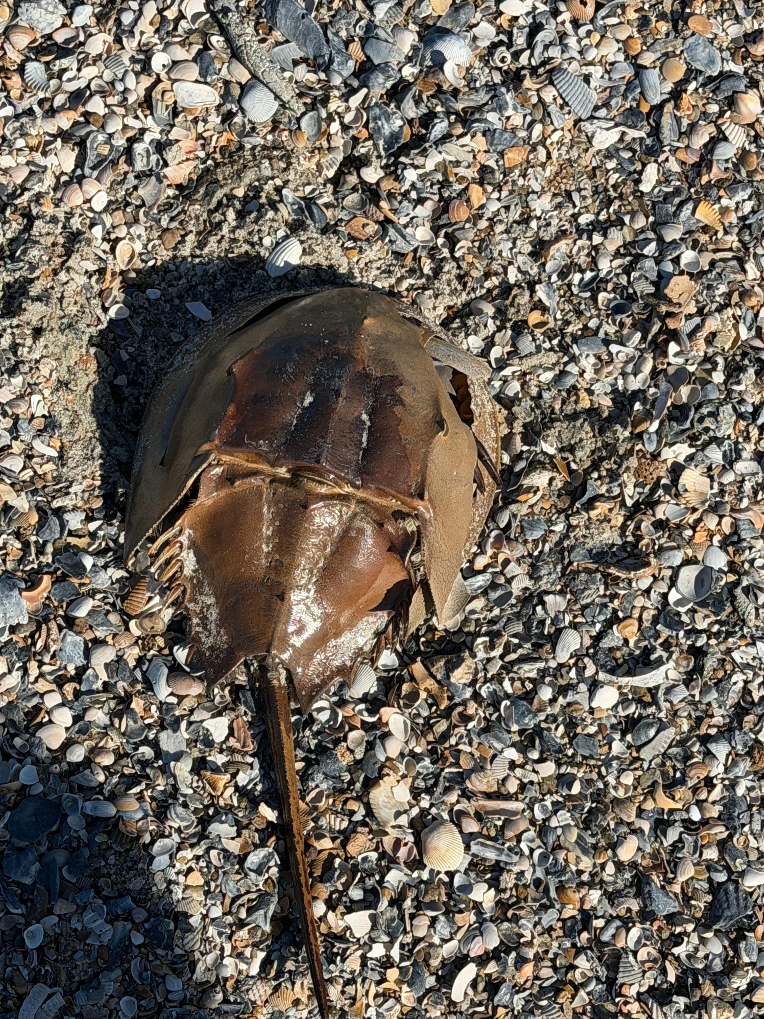 horseshoe crab molt we saw while walking on the beach 