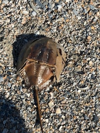 horseshoe crab molt we saw while walking on the beach