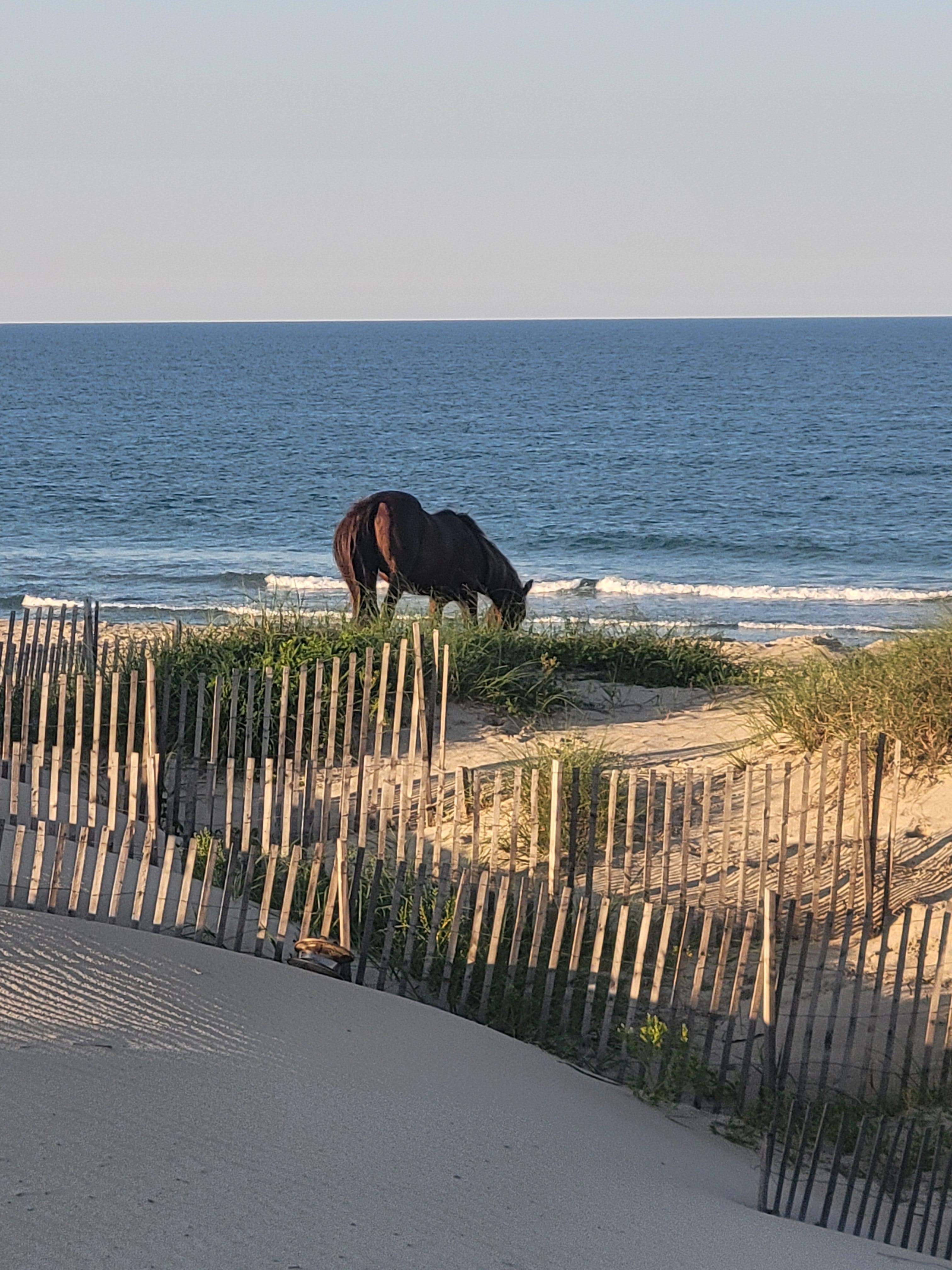 Horses visited daily!
