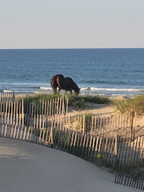 Horses visited daily!