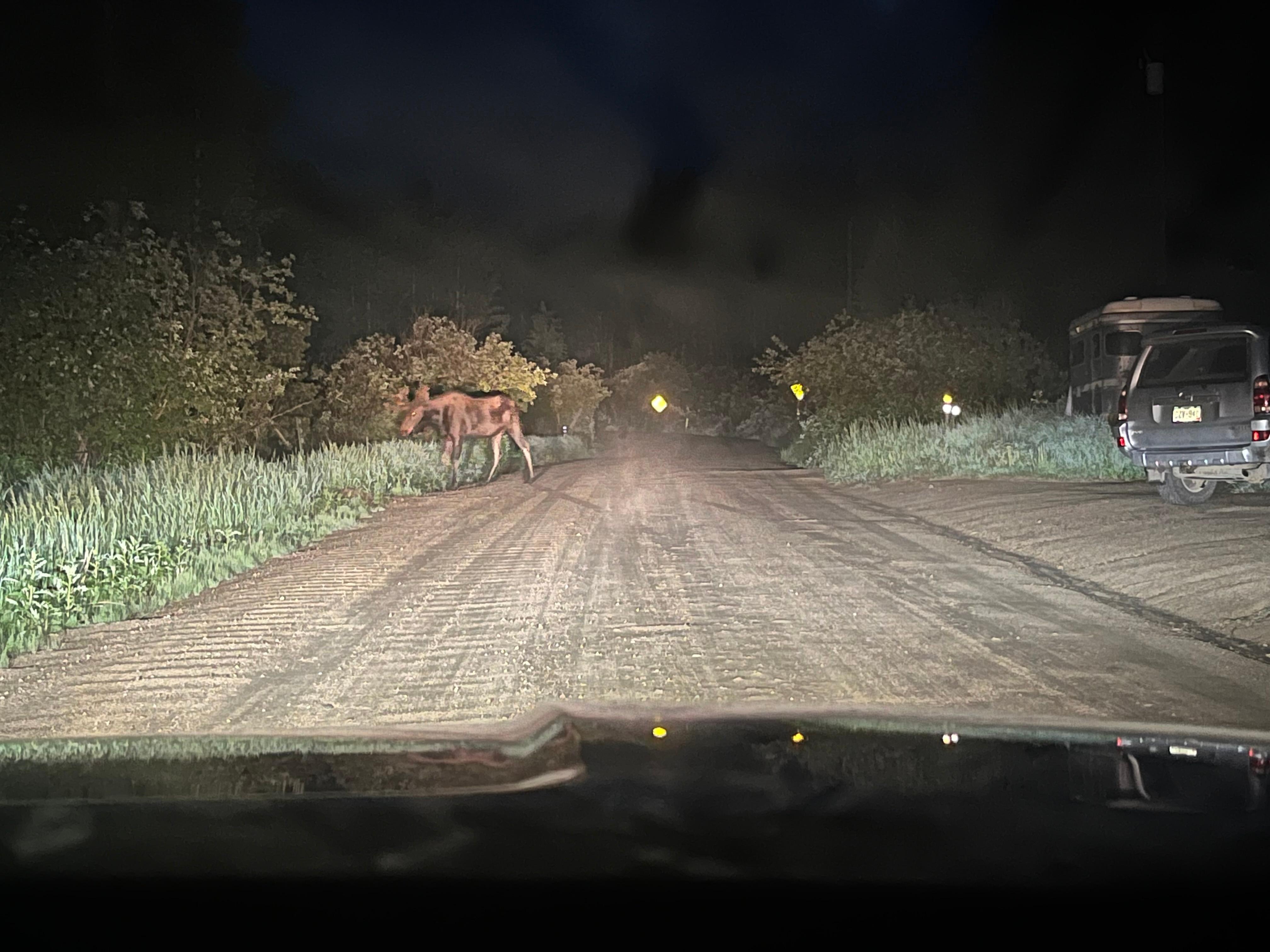 Moose up the road