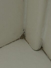 bath tub dirt and mold