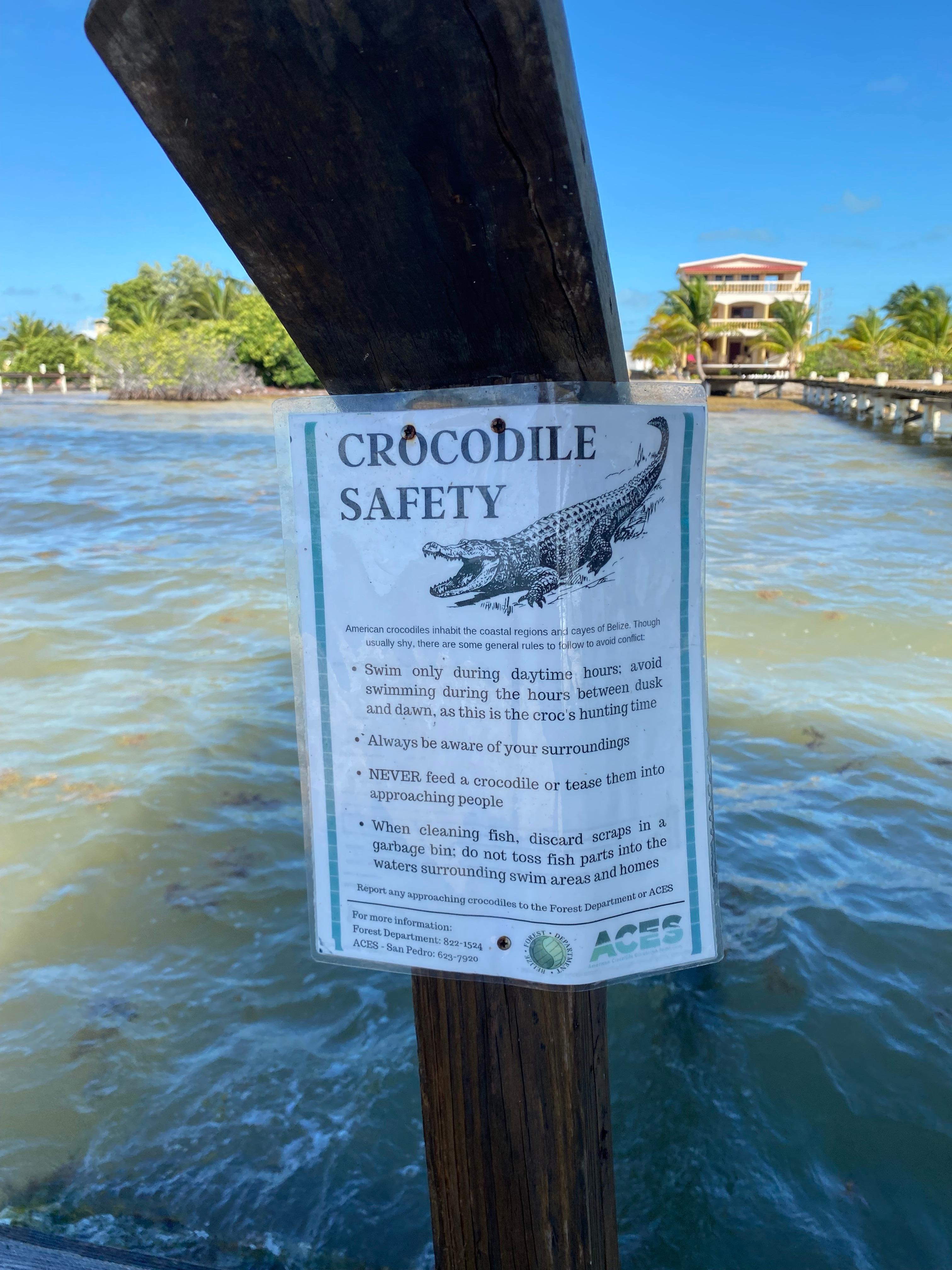 We saw crocs even in the afternoon