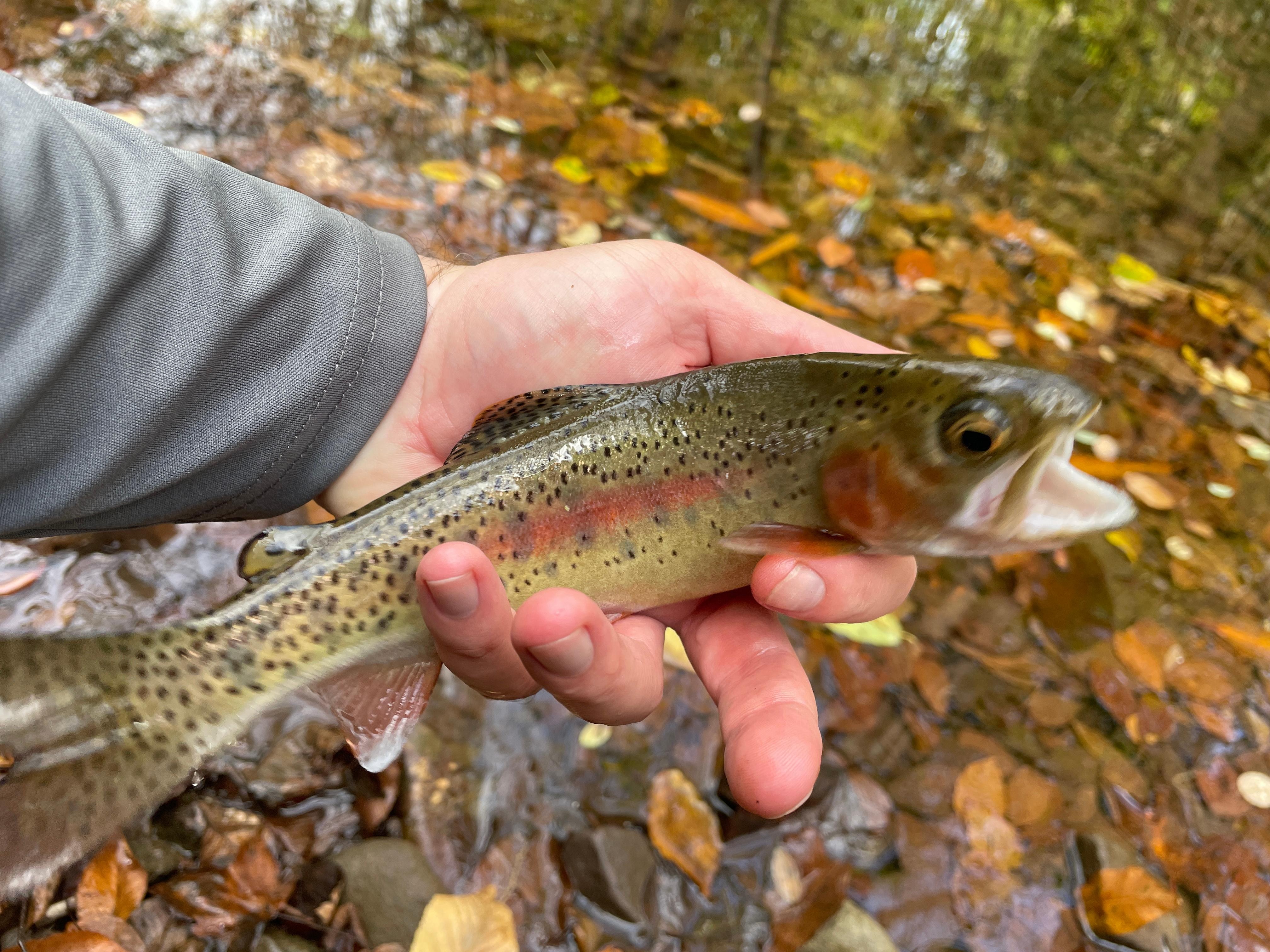 Had some luck fishing in the area. 
