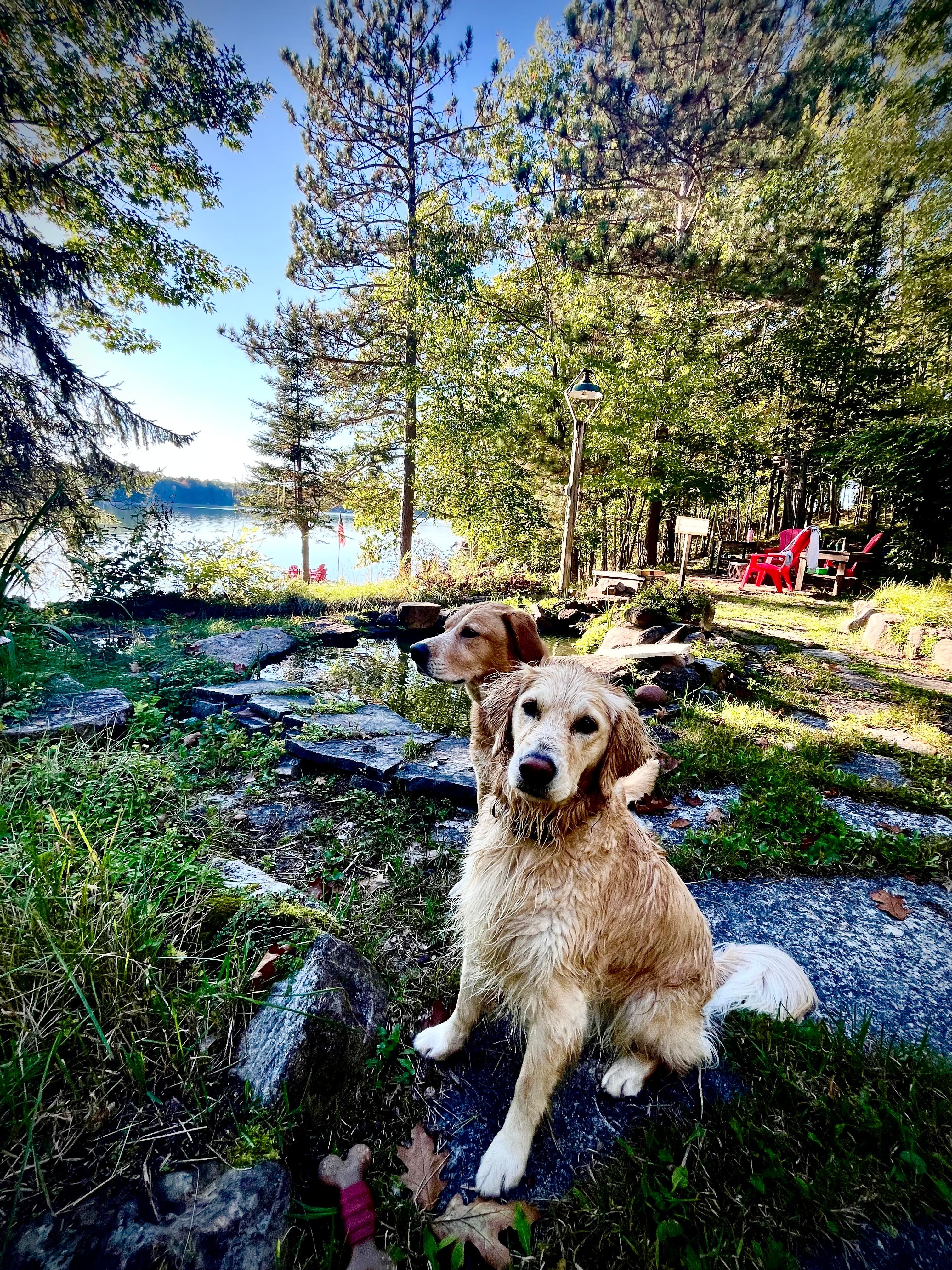 Our pups were thrilled to be with us for an extended weekend! 
