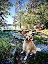 Our pups were thrilled to be with us for an extended weekend!