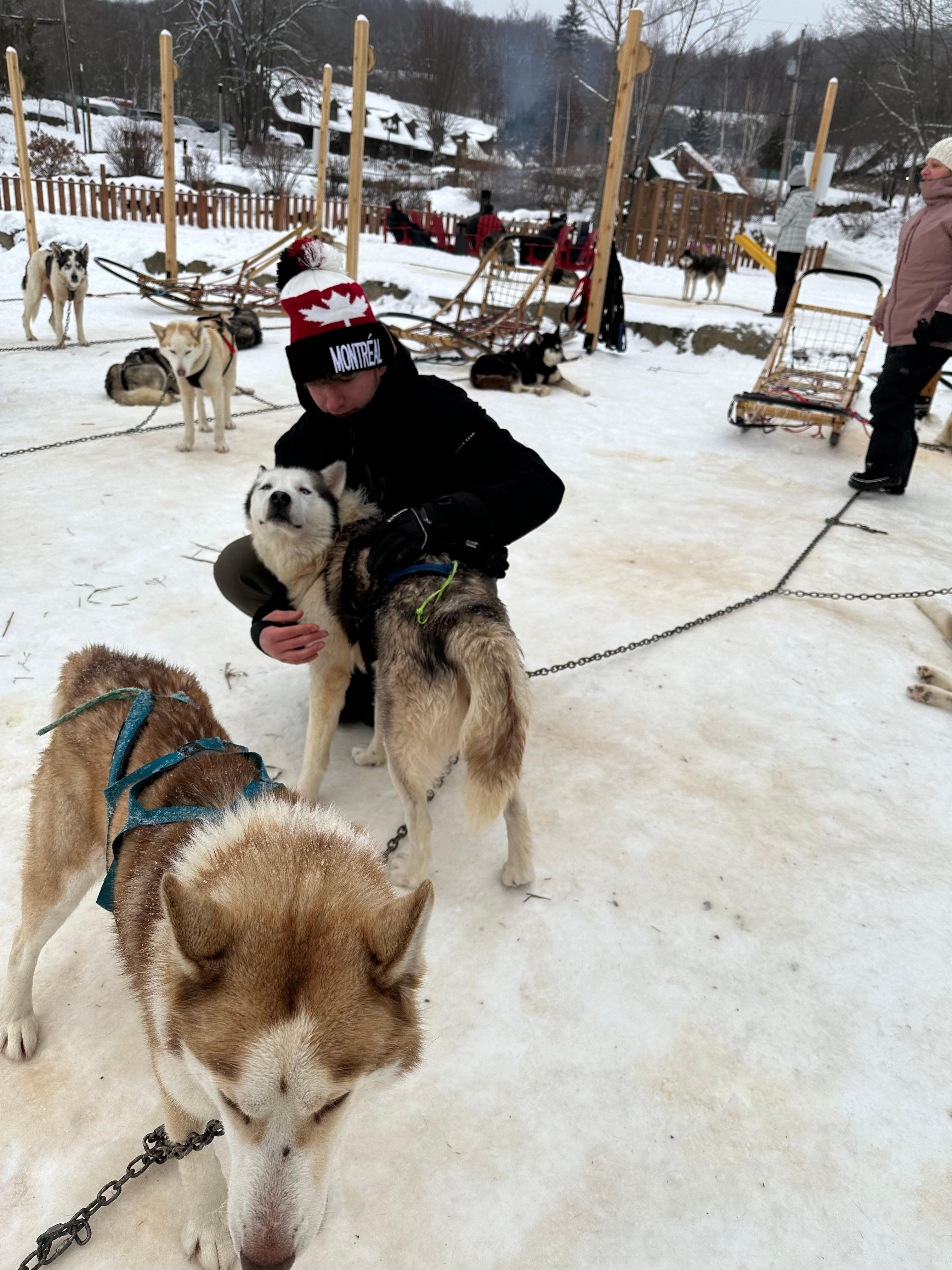 Dog sledding