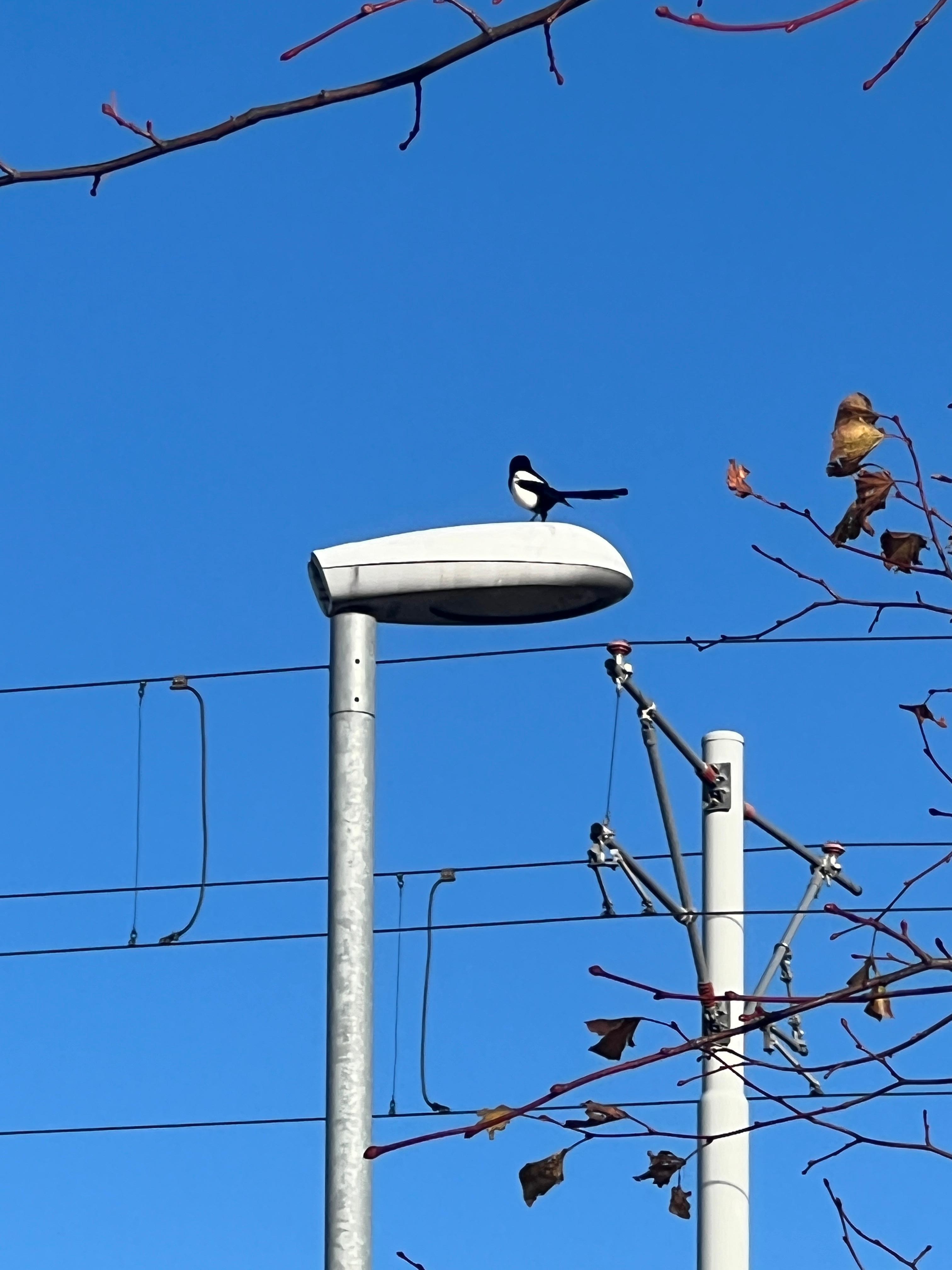Saw my first Eurasian Magpie bird when we first arrived at the hotel.