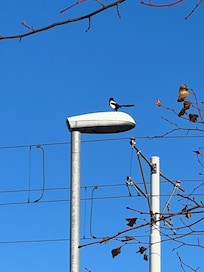 Saw my first Eurasian Magpie bird when we first arrived at the hotel.