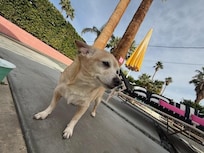 just taking another moment to admire another PS sunset from a fabulous backyard