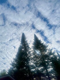 Tall pines in front of cottage