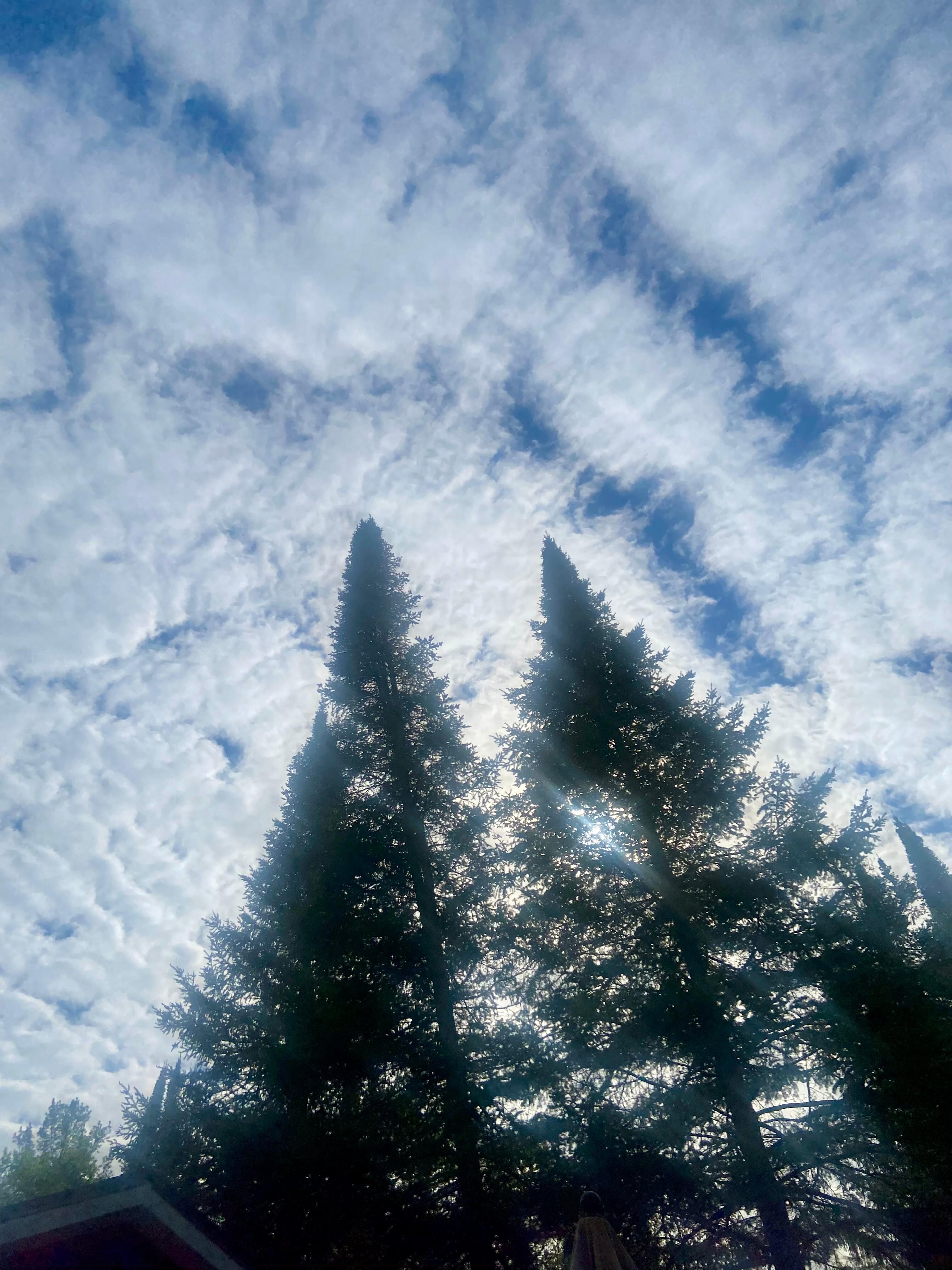 Tall pines in front of cottage 