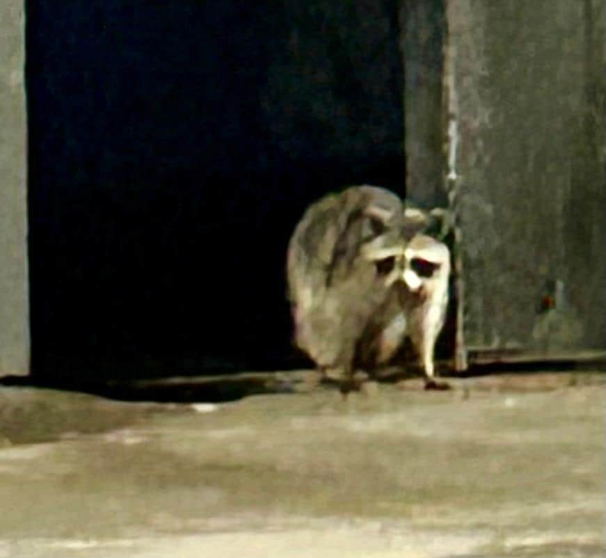 A little late night critter visitor! (Far from the actual hotel on the other side of the parking lot) I think he may be working security as he was staring me down but seemed friendly!😂😳🦝😀