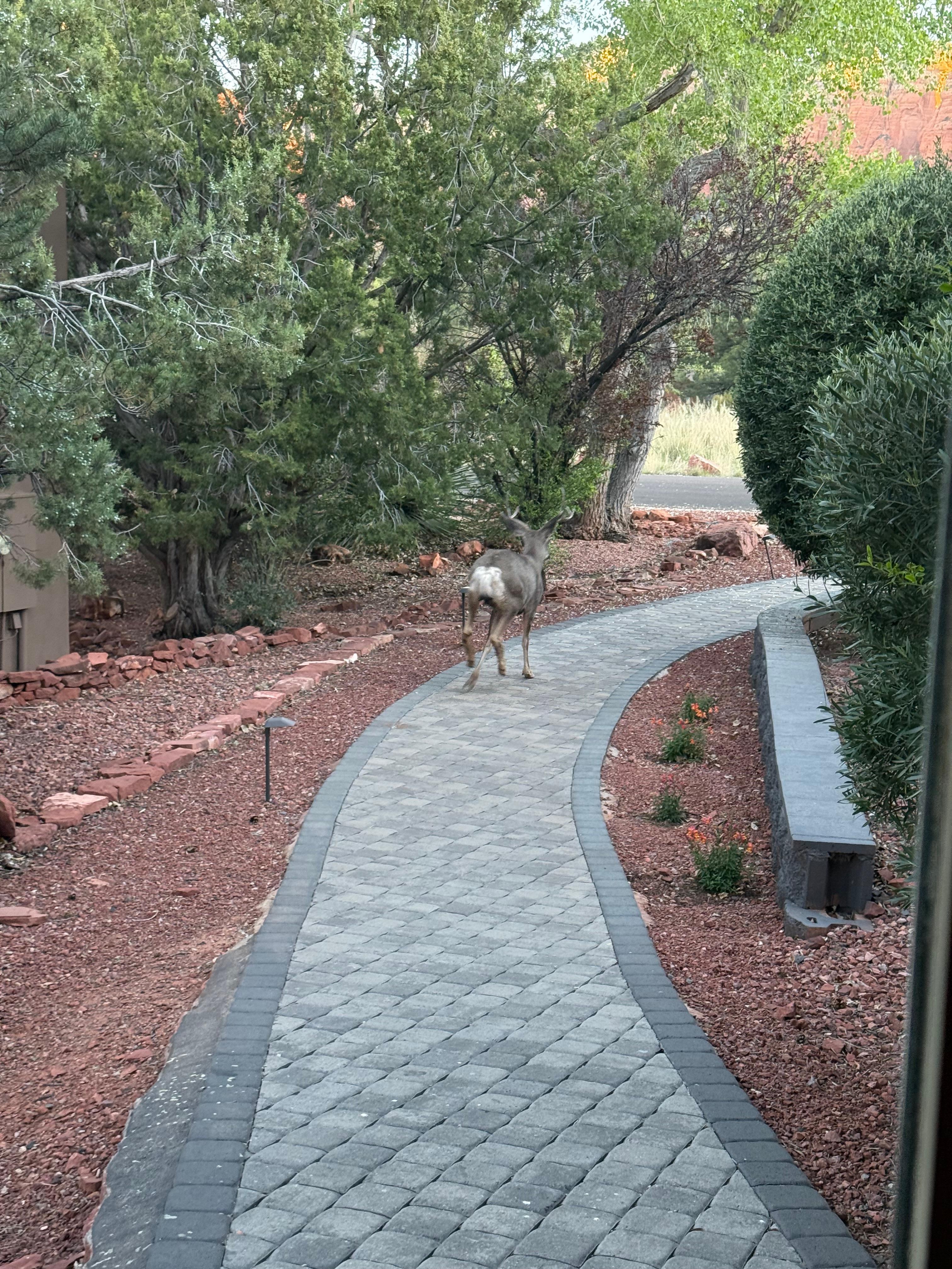 A visitor wanders by…