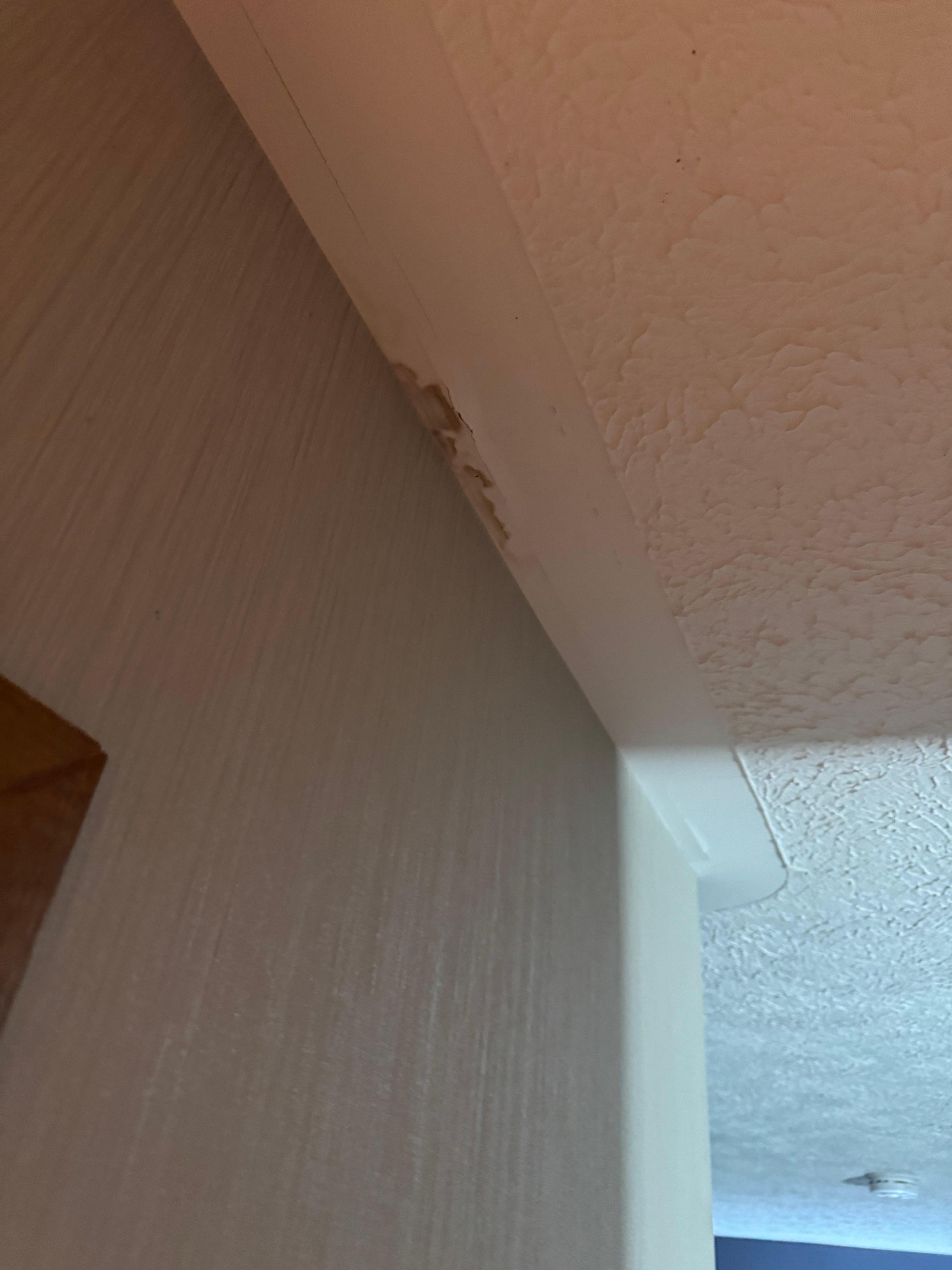 Water Damage/ Mould