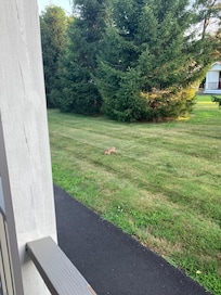 Local wildlife