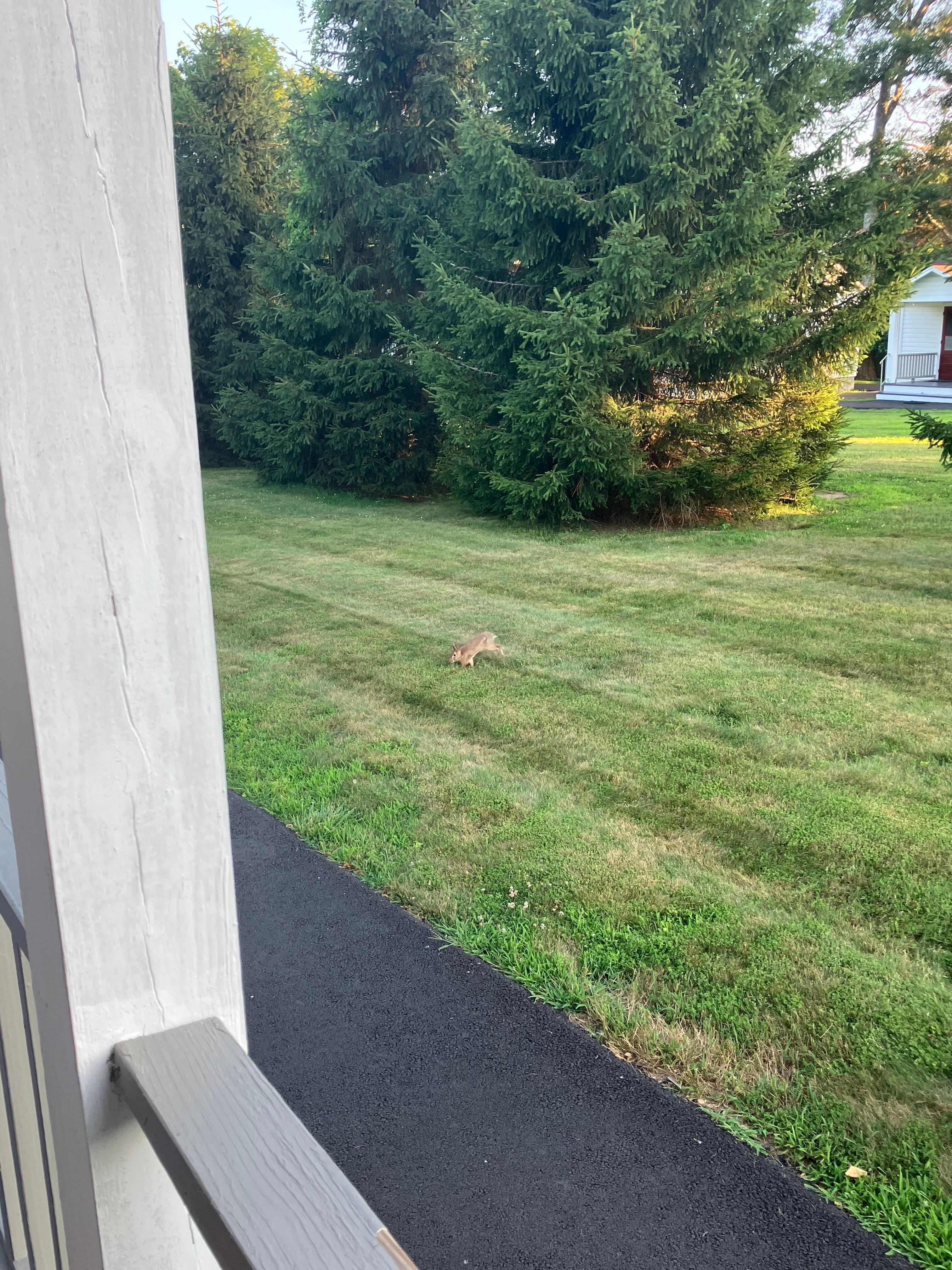 Local wildlife 