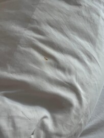 My partner found random toilet paper where the feet part of the bed is after we lifted the sheets up. It was just this random pieces of toilet paper in the sheets. It was just staring and we let the property know and they said they would help us :(