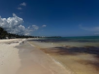 Sargasso disappeared for a day then came back after a storm