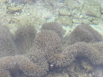 小丑魚