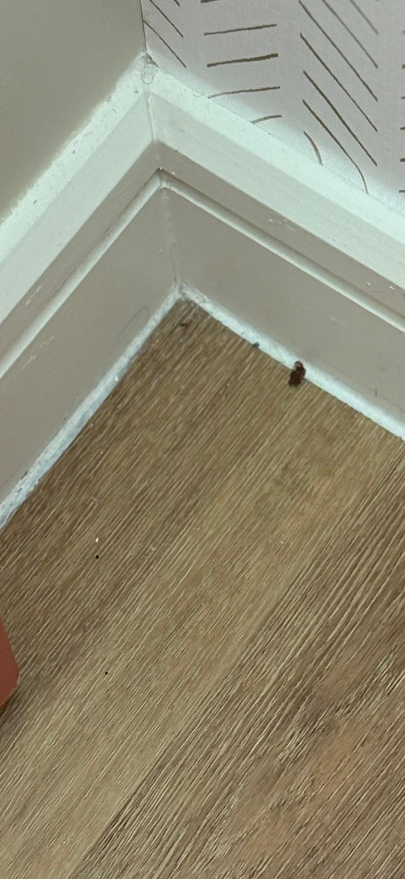 Dirty floors 