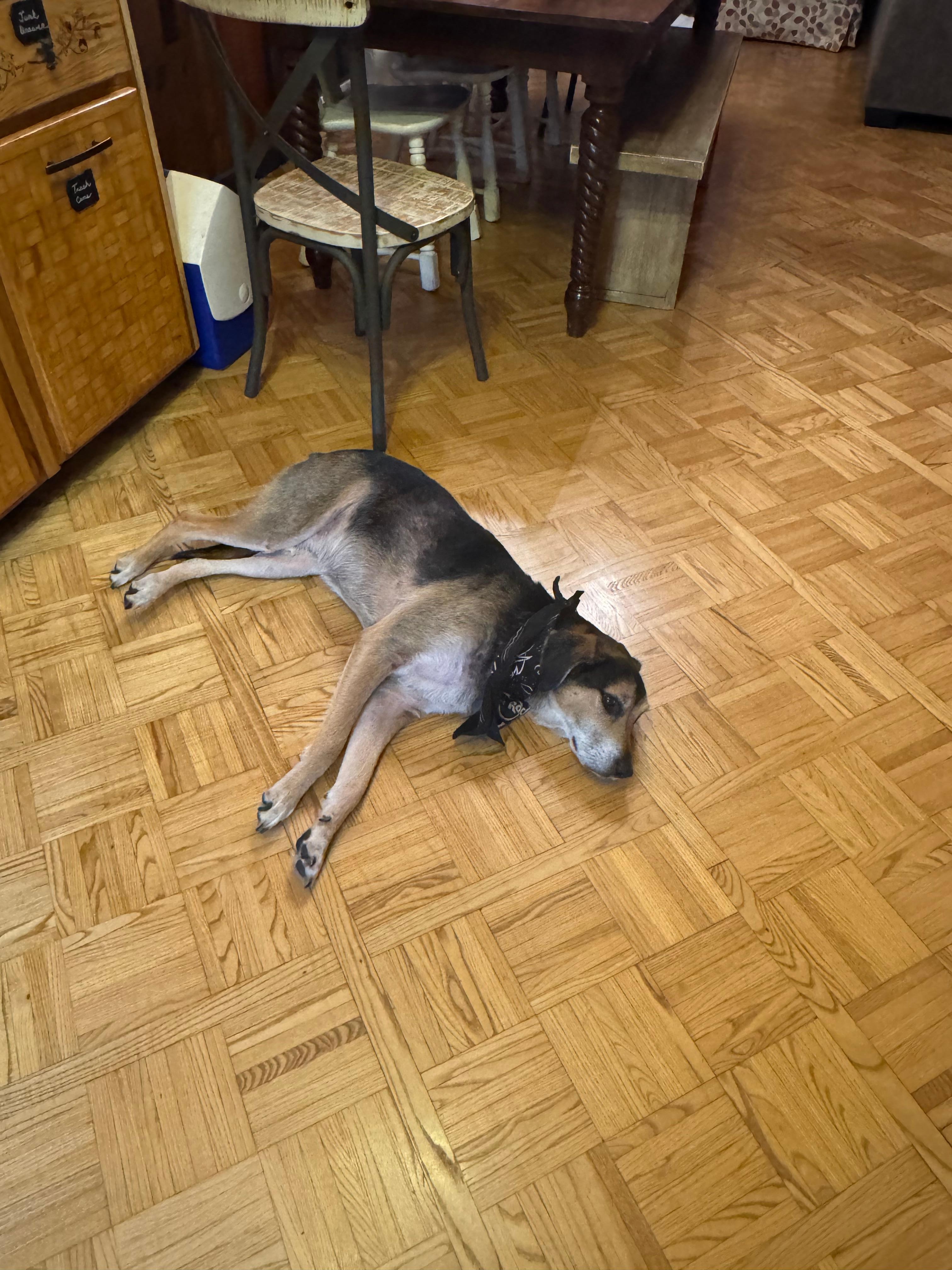 My dog so happy to be on a cold floor after a long walk. 