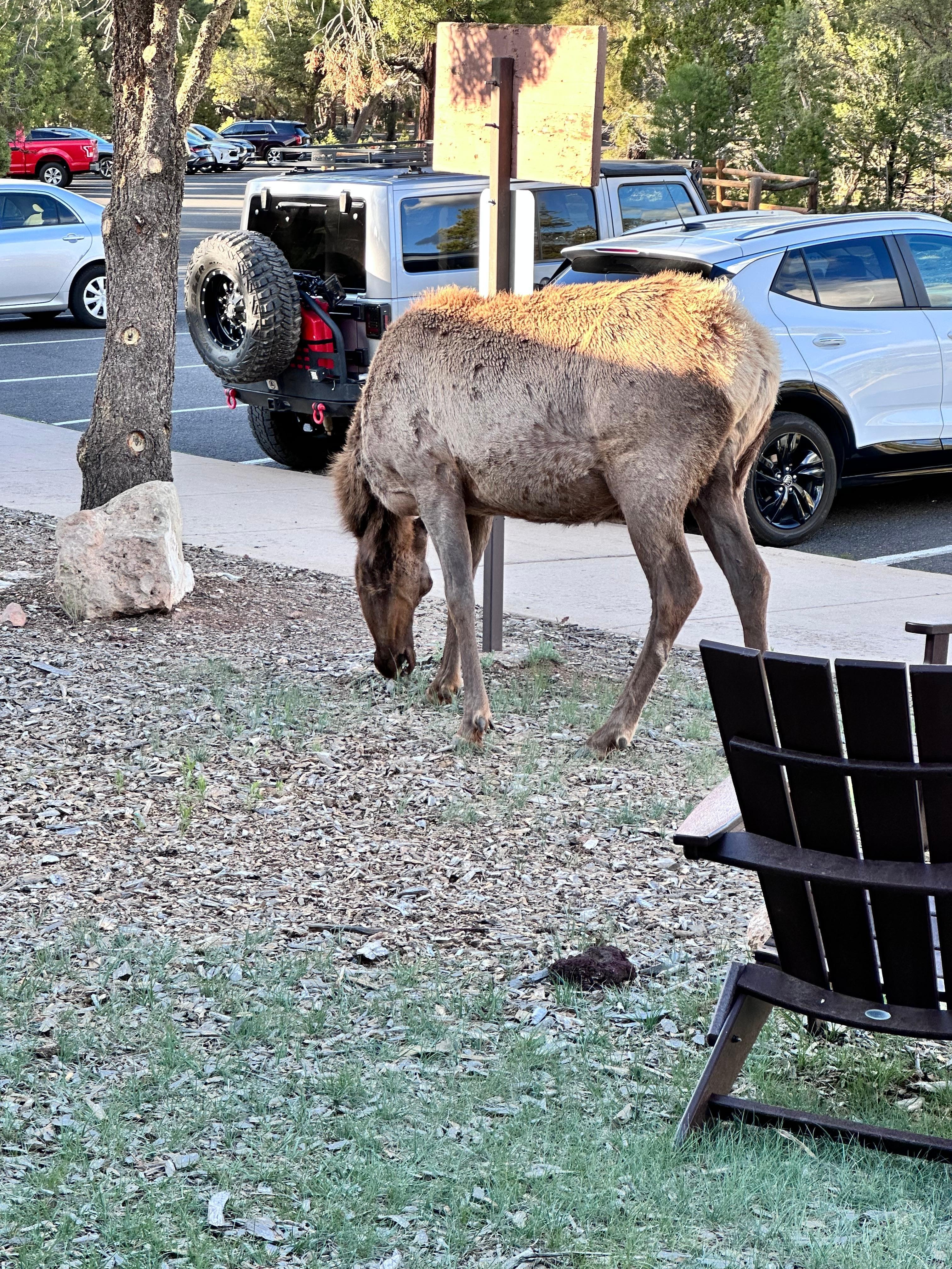 Local wildlife stopped by for a snack