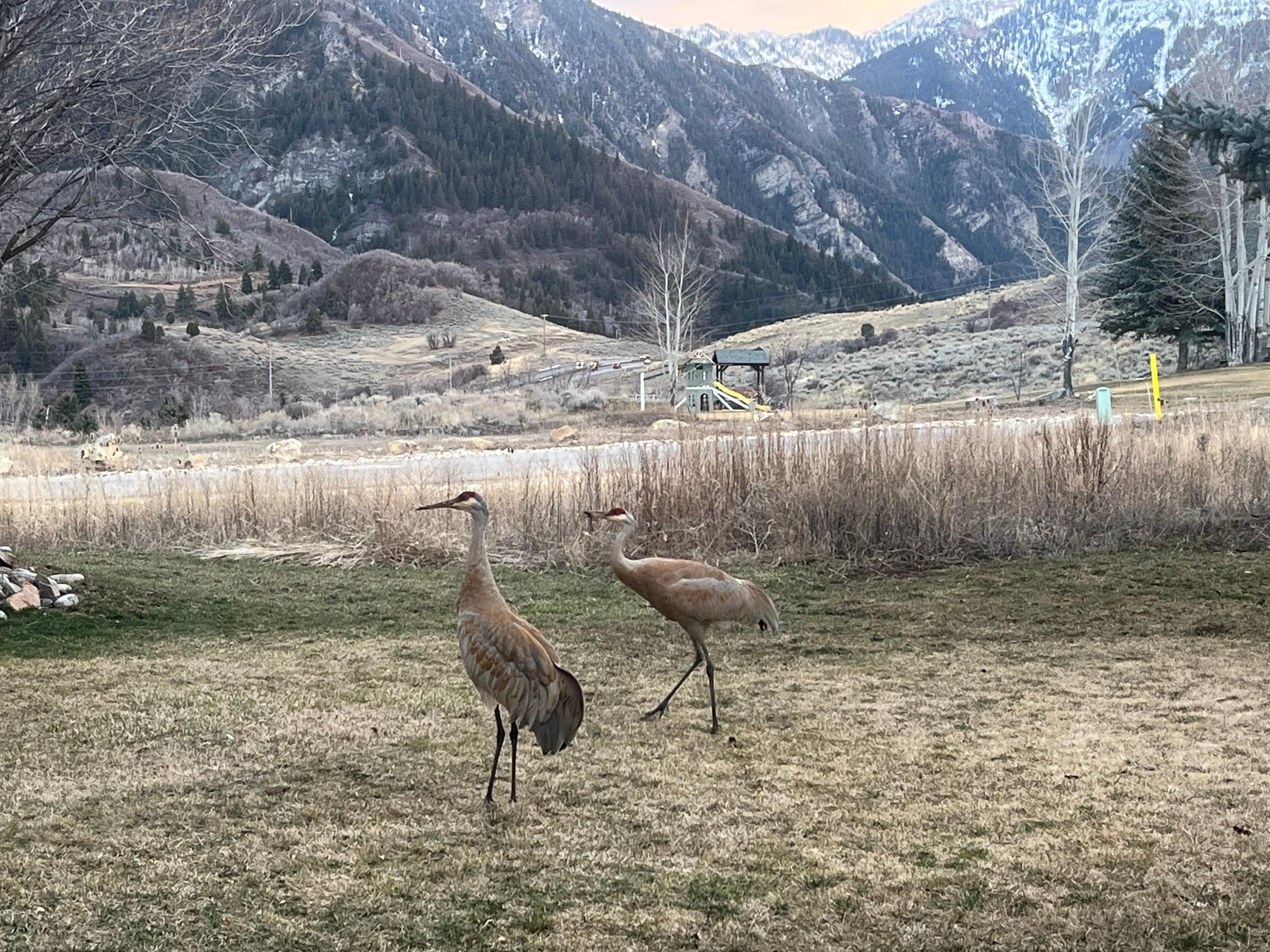 Cranes/outdoors