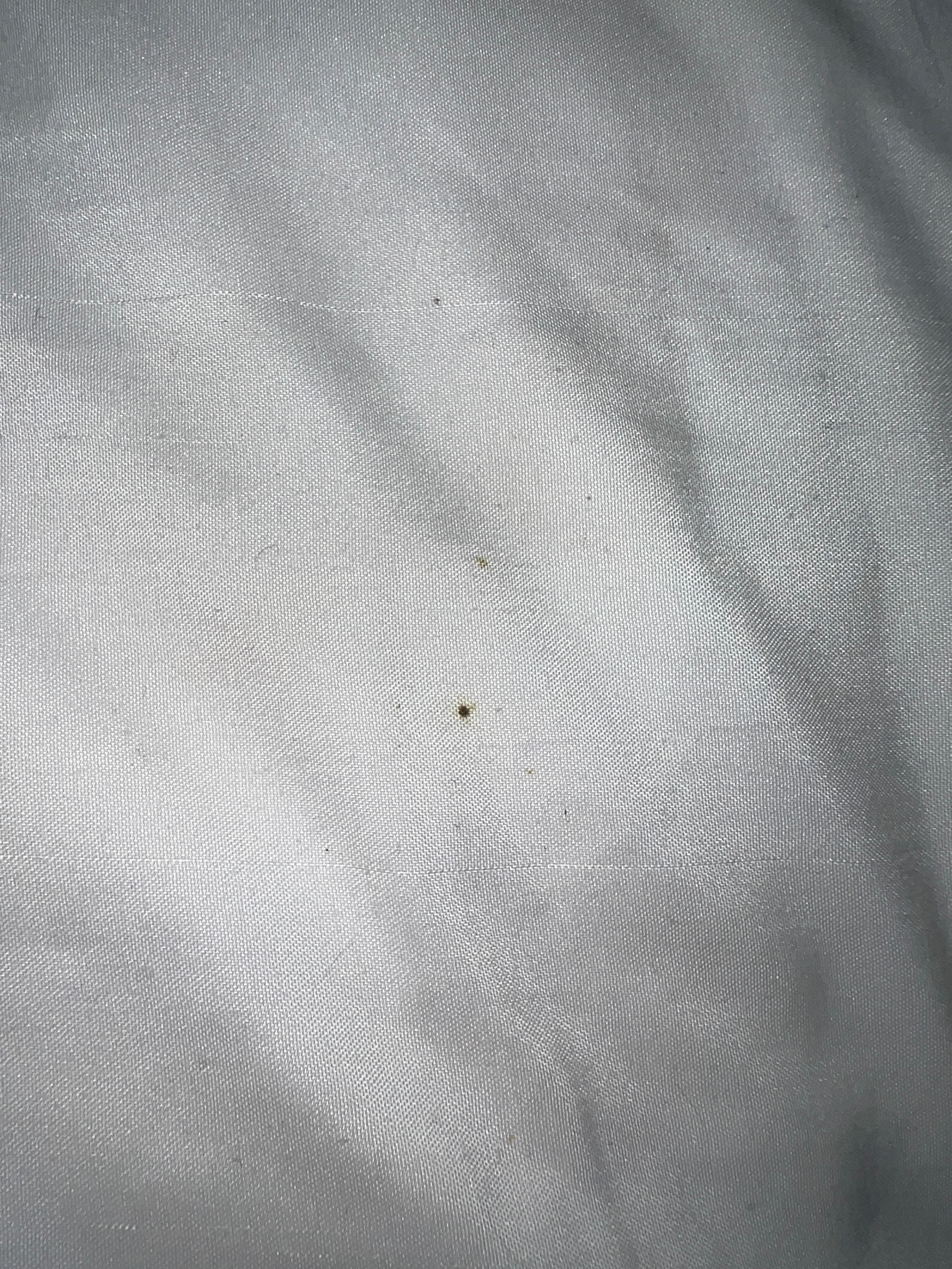 Bedbug blood stain