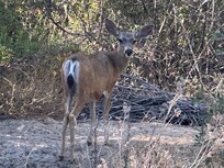 Mama Deer