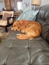 Nova chillin' with mom while she works.