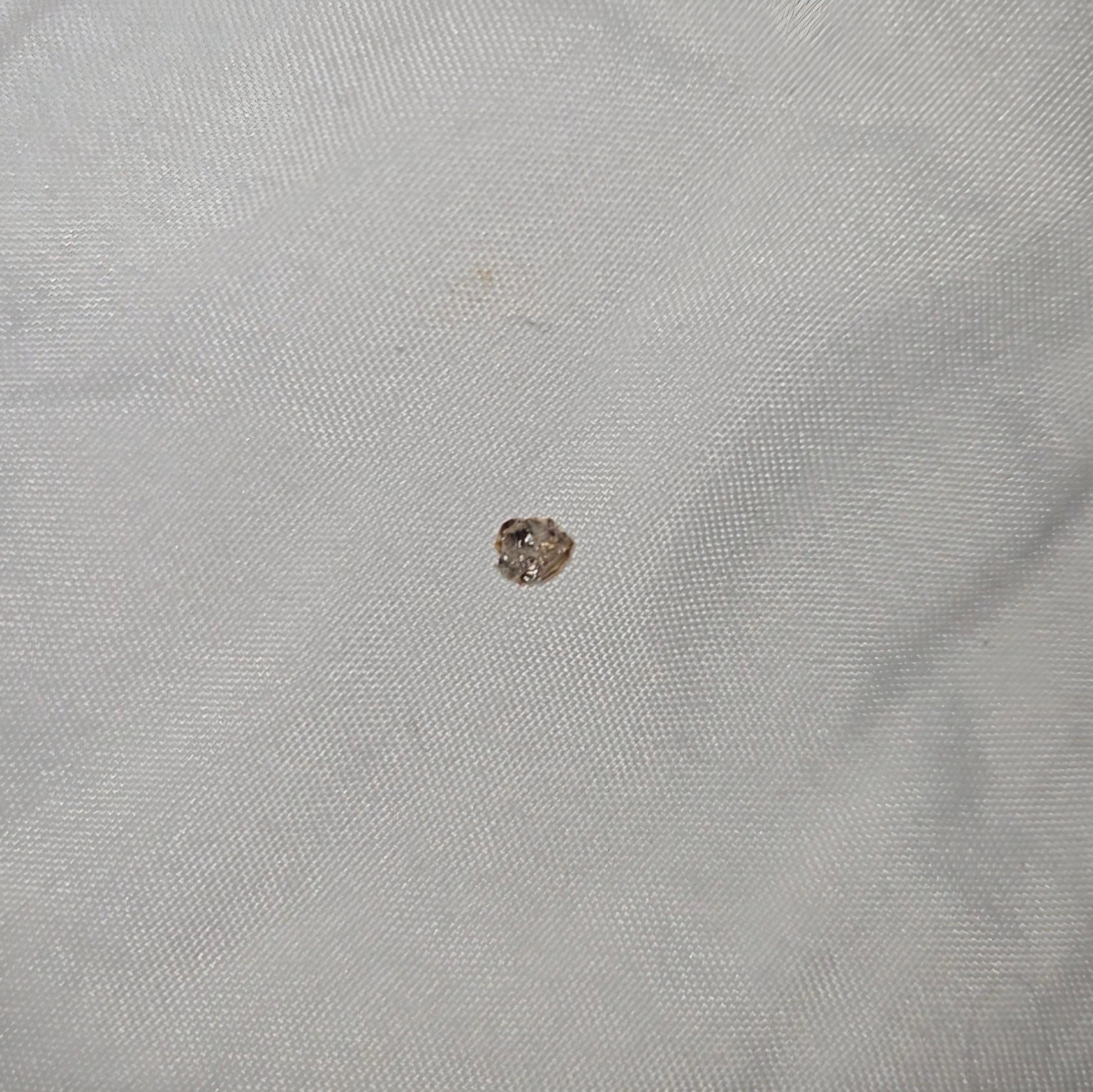 Bug skins found after stay as well. 😒🤢🤮