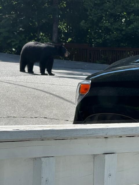 A visitor