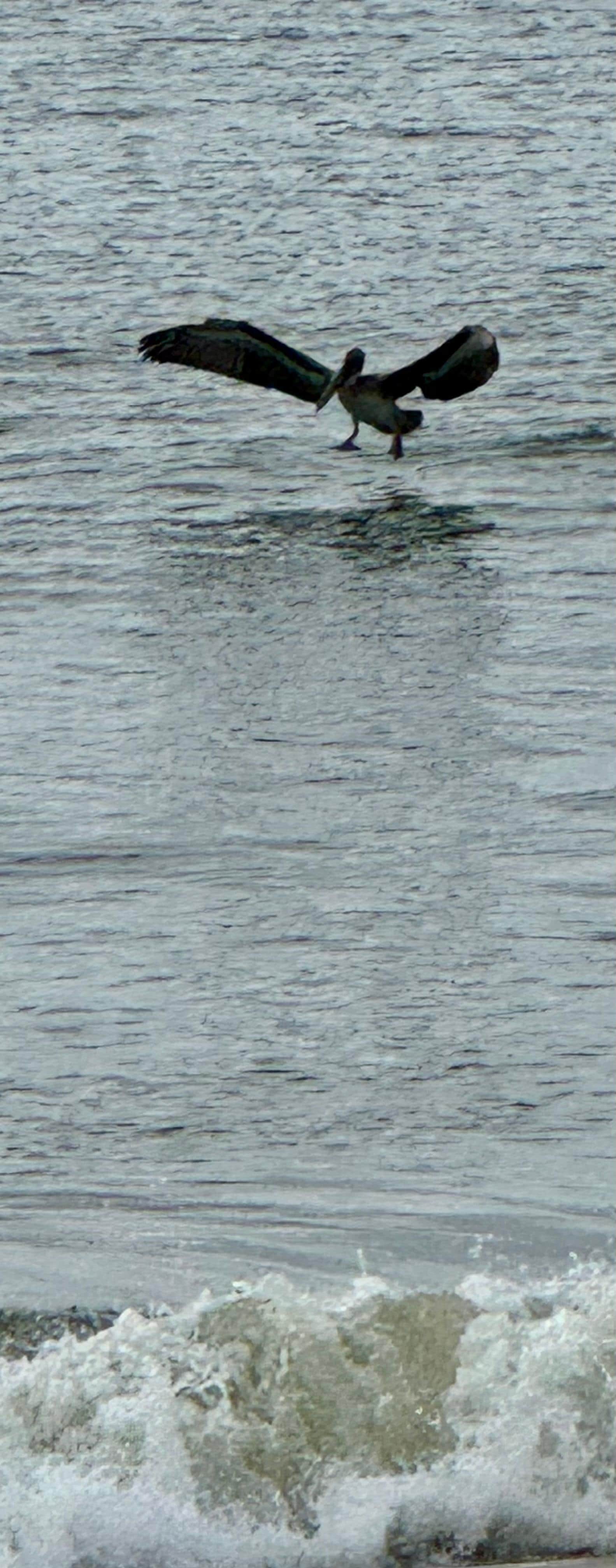 Entertaining variety of birds to watch.