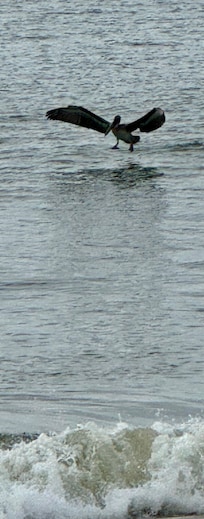 Entertaining variety of birds to watch.