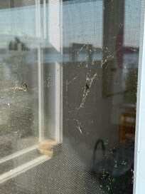 window screens