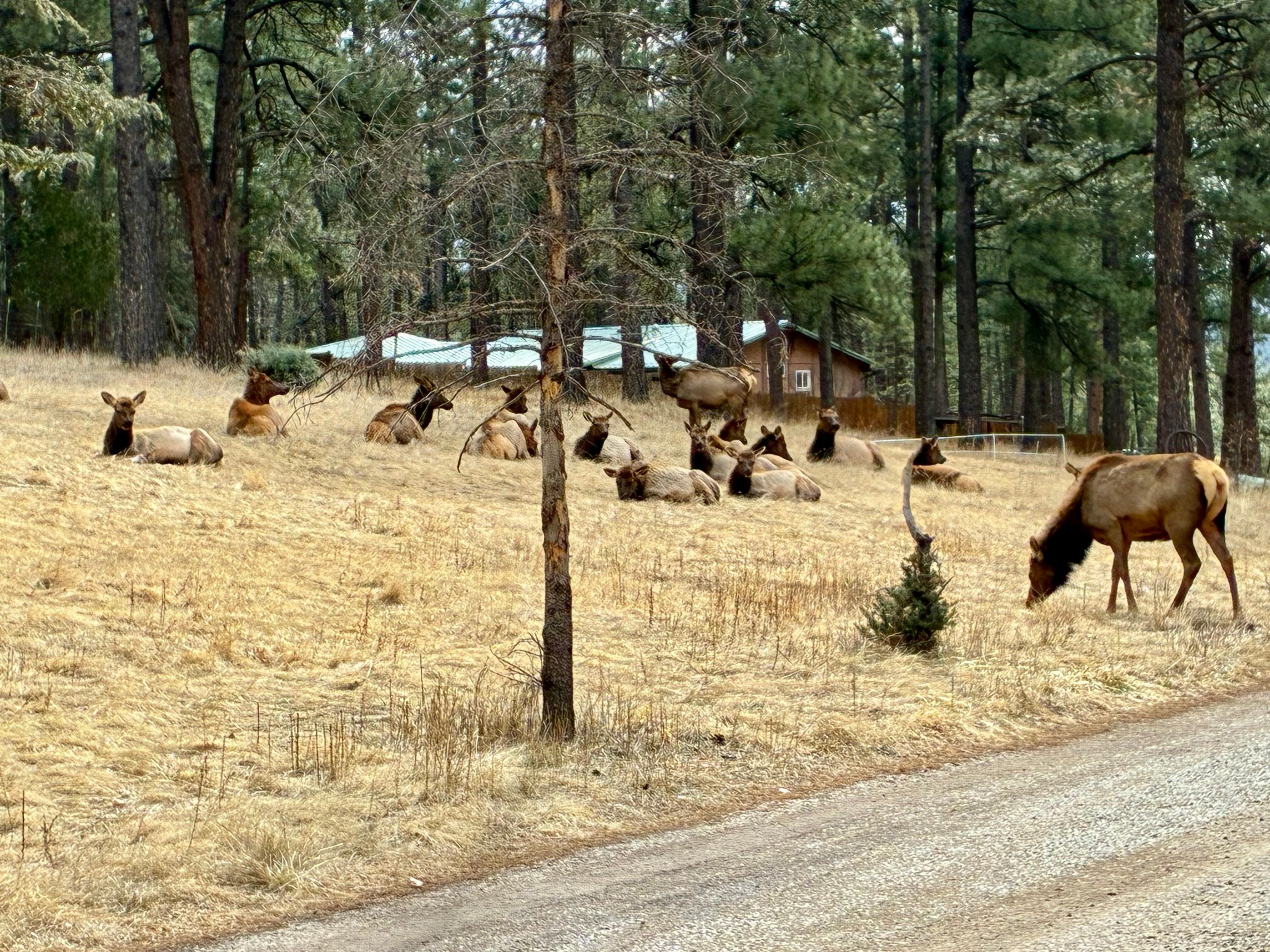 Wildlife in the neighborhood