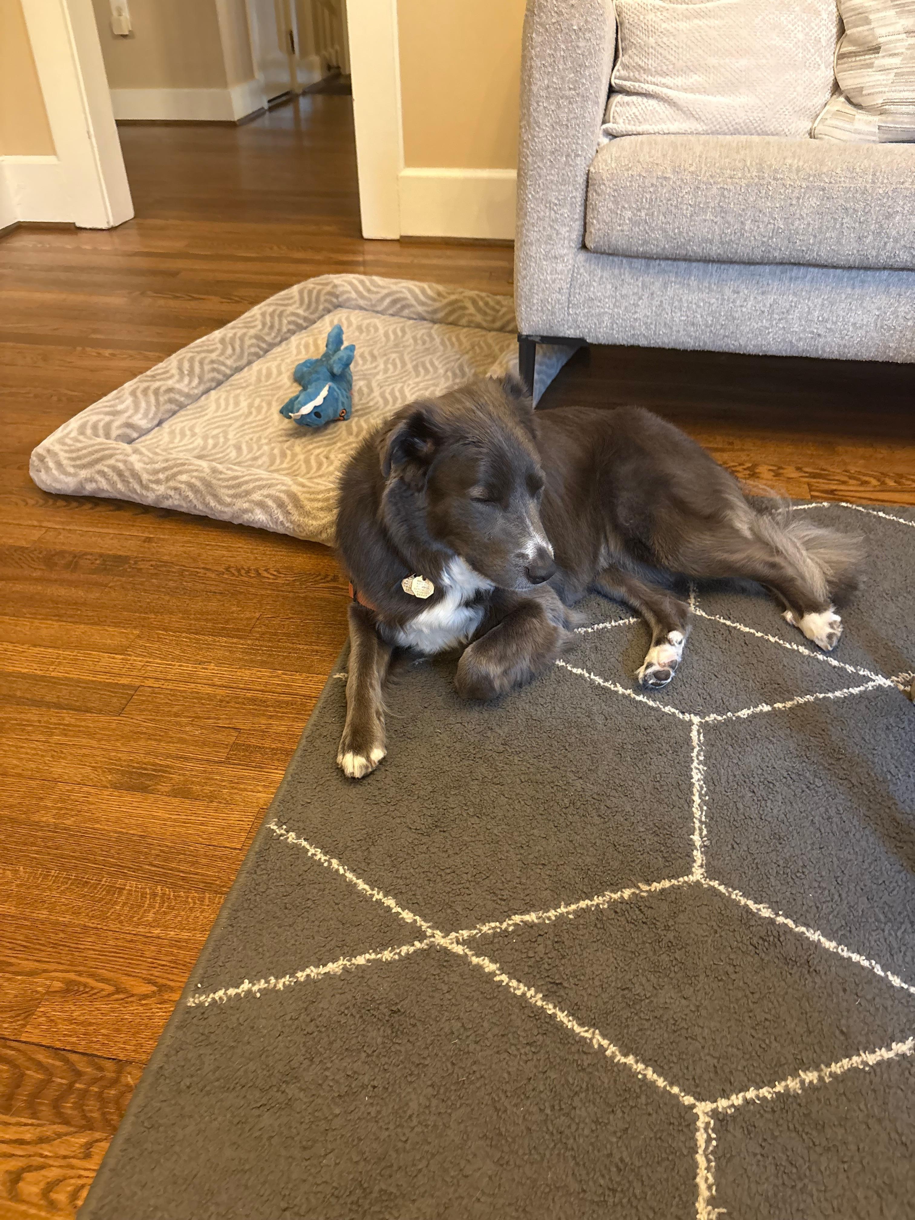 Our dog Arya felt right at home!