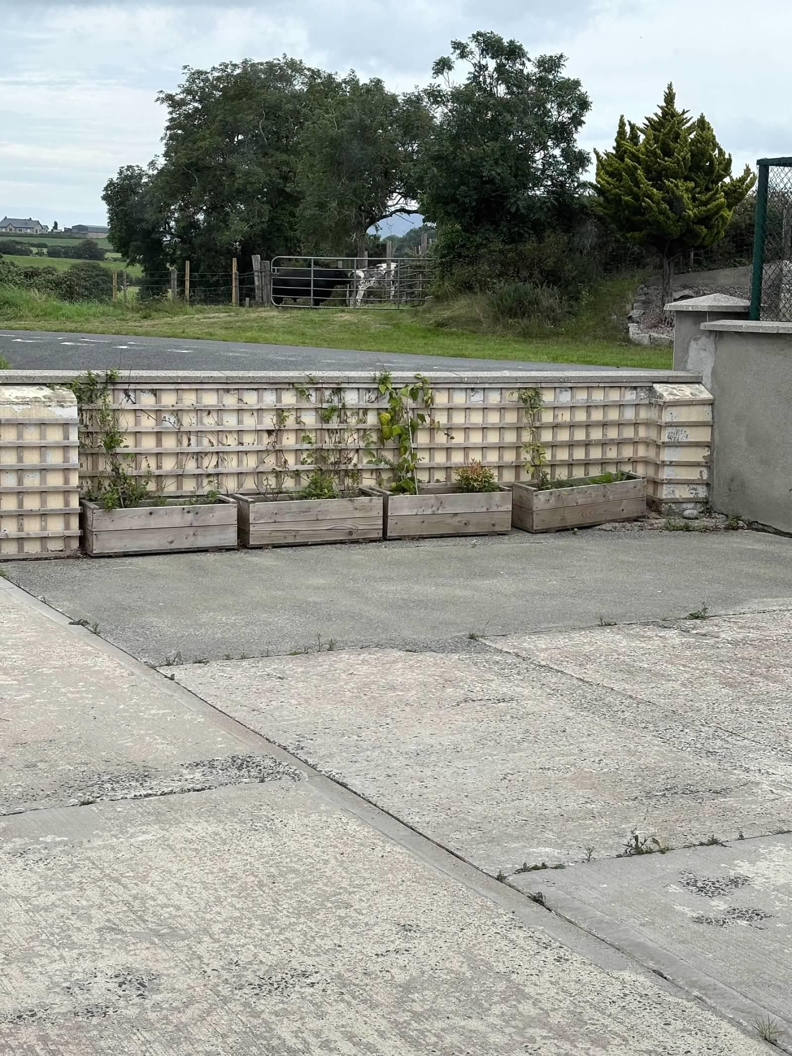 Cows across the street. 