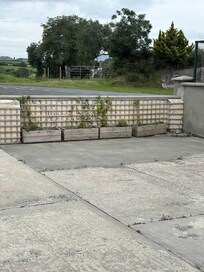 Cows across the street.