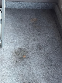 Œufs de fourmis et terrasse très très sale